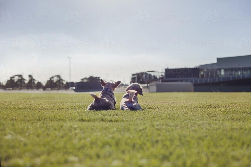 Two dogs stretching in a park - Australian Stock Image
