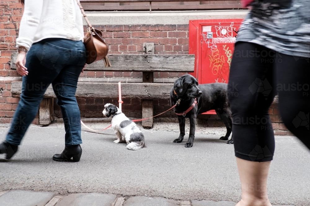 Two Dogs tied up in Laneway with passing Pedestrians - Australian Stock Image