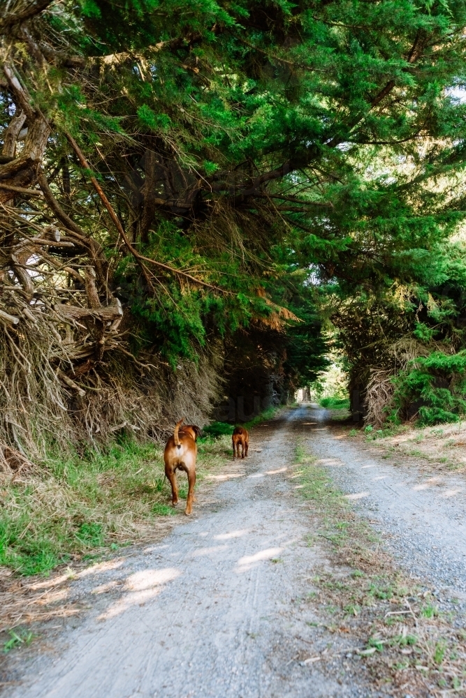 two dogs walking up a country lane - Australian Stock Image