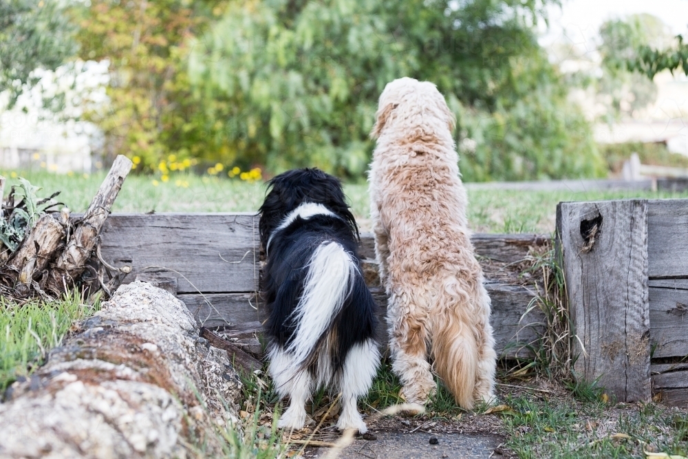 Two dogs watching what's going on - Australian Stock Image