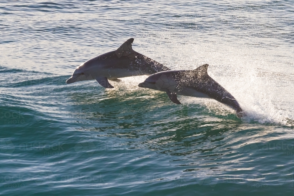 Two dolphins jumping at sunrise - Australian Stock Image