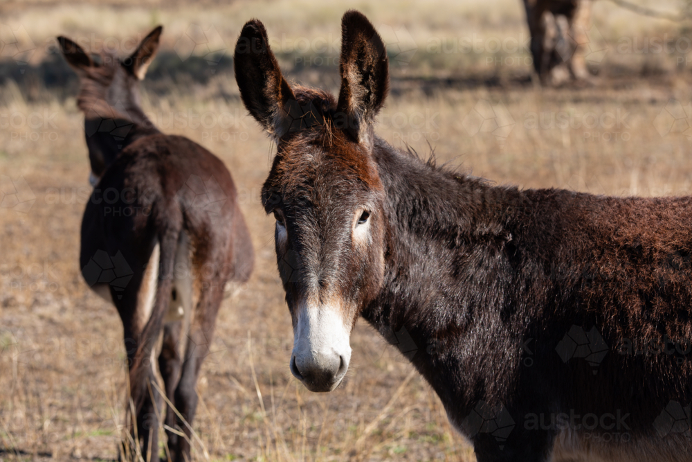 Two donkeys - Australian Stock Image