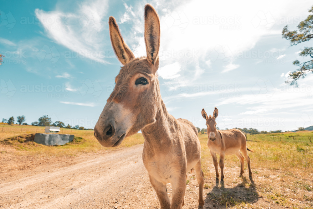Two donkeys on dirt road under blue sky in rural landscape - Australian Stock Image
