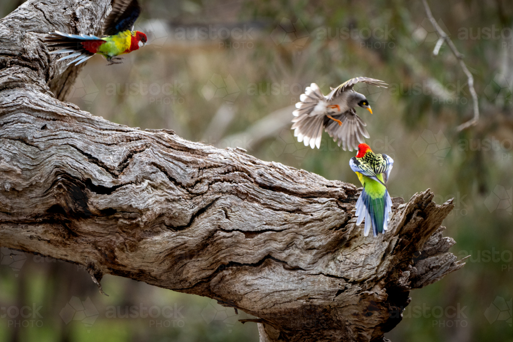 Two eastern rosellas on a gnarled tree branch as a noisy miner swoops in mid-air confrontation - Australian Stock Image