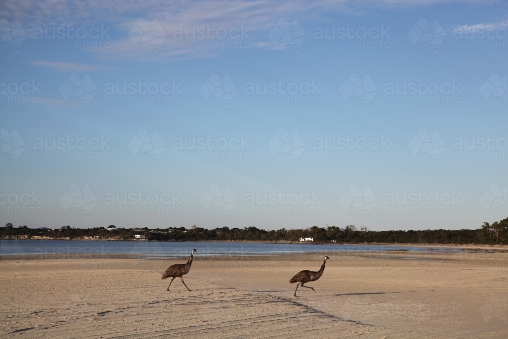 two emus by the seashore - Australian Stock Image