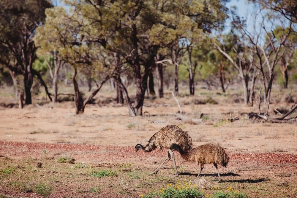 Two emus walking - Australian Stock Image