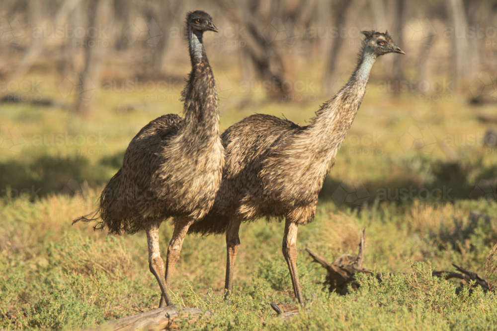 Two emus walking in bushland with green background - Australian Stock Image