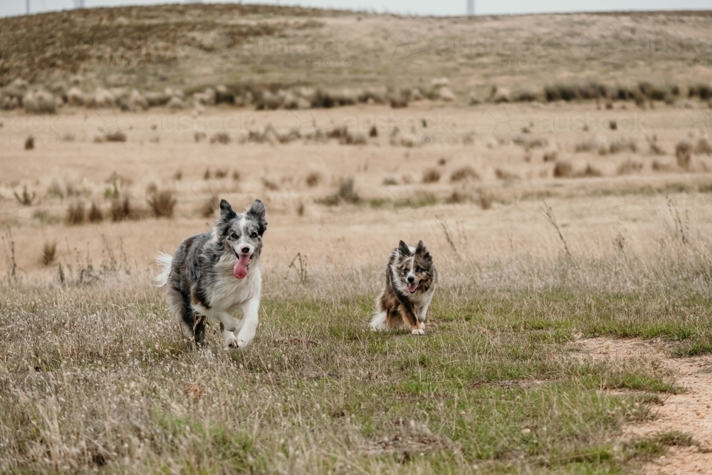 Two farm dogs running in the paddock. - Australian Stock Image