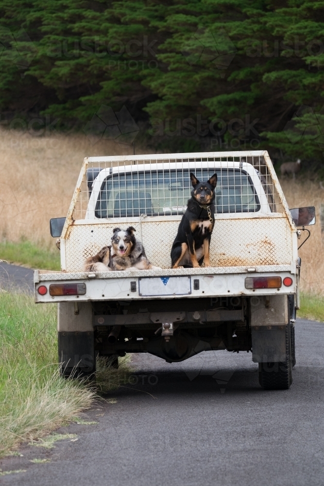 Two farm dogs sit on ute as farmer drives down country lane - Australian Stock Image