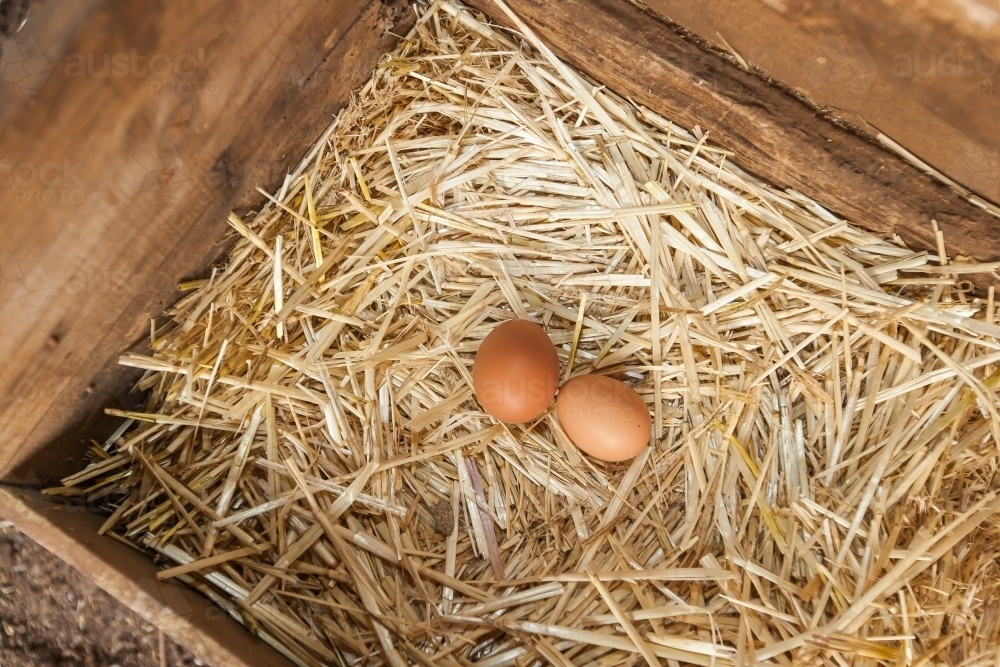 Two farm fresh eggs in a straw nesting box - Australian Stock Image