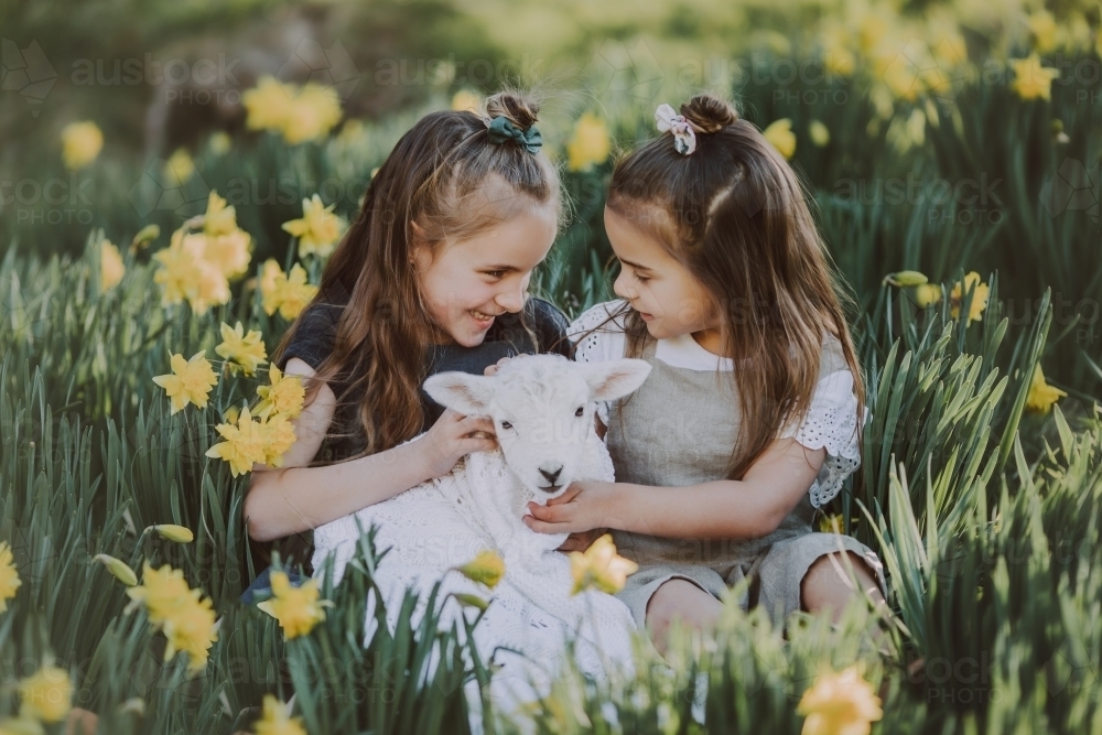 Two fashionable sisters hugging a baby lamb in a field of daffodils - Australian Stock Image