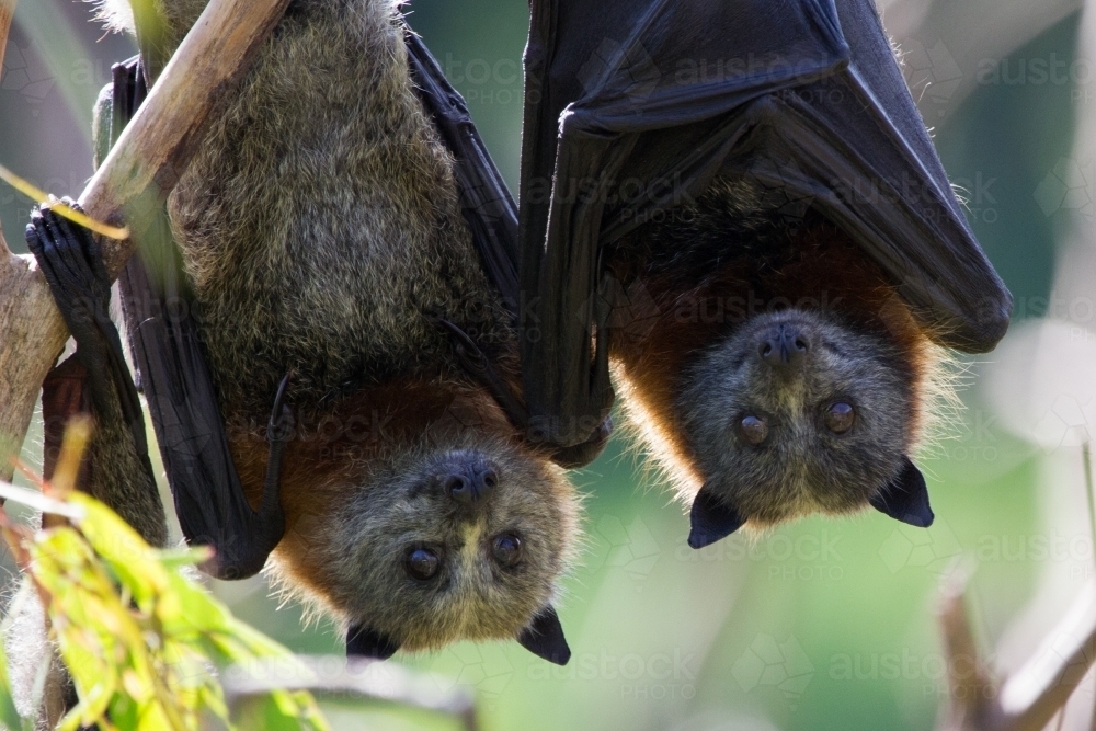 Two Flying Foxes - Australian Stock Image