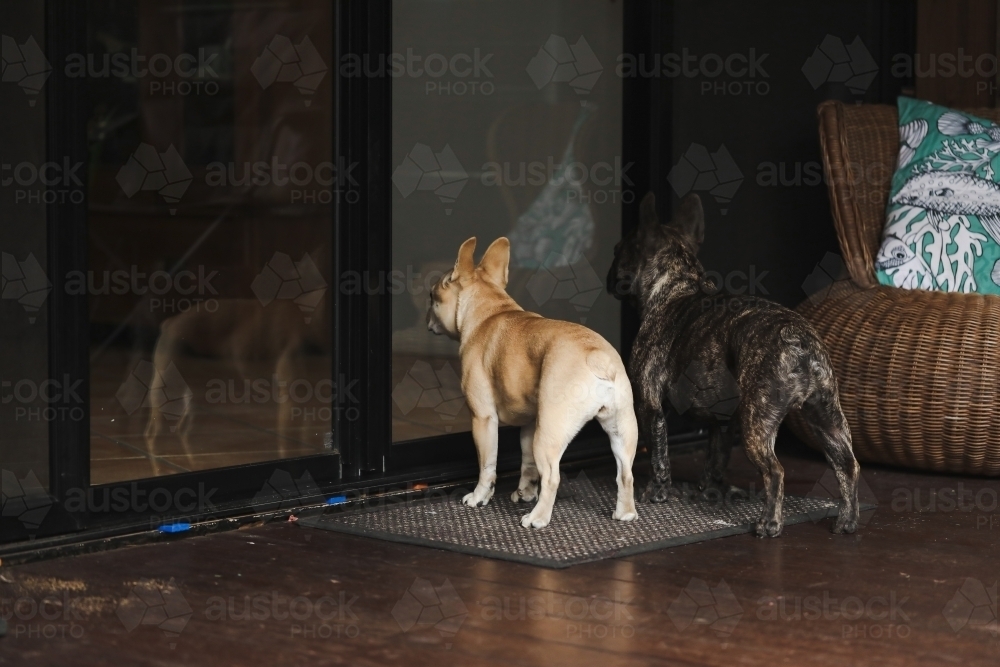 Two french bulldogs standing at glass door waiting to be let inside - Australian Stock Image