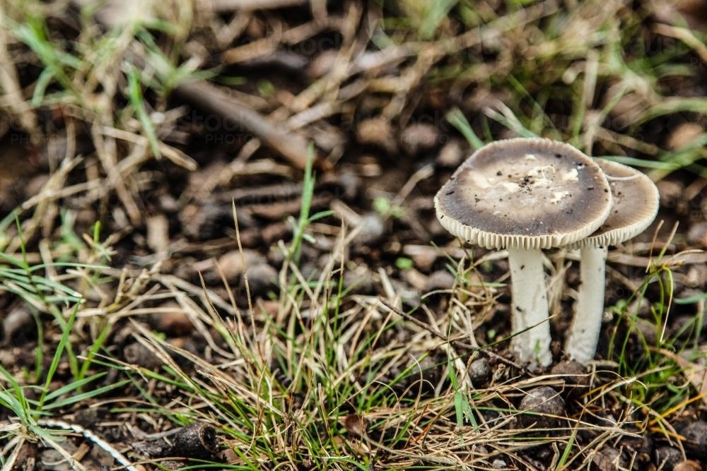 Two fungi growing in the back paddock - Australian Stock Image