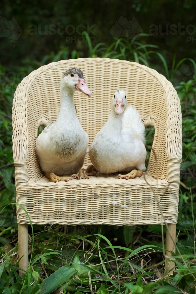 two geese sitting on rattan chair - Australian Stock Image