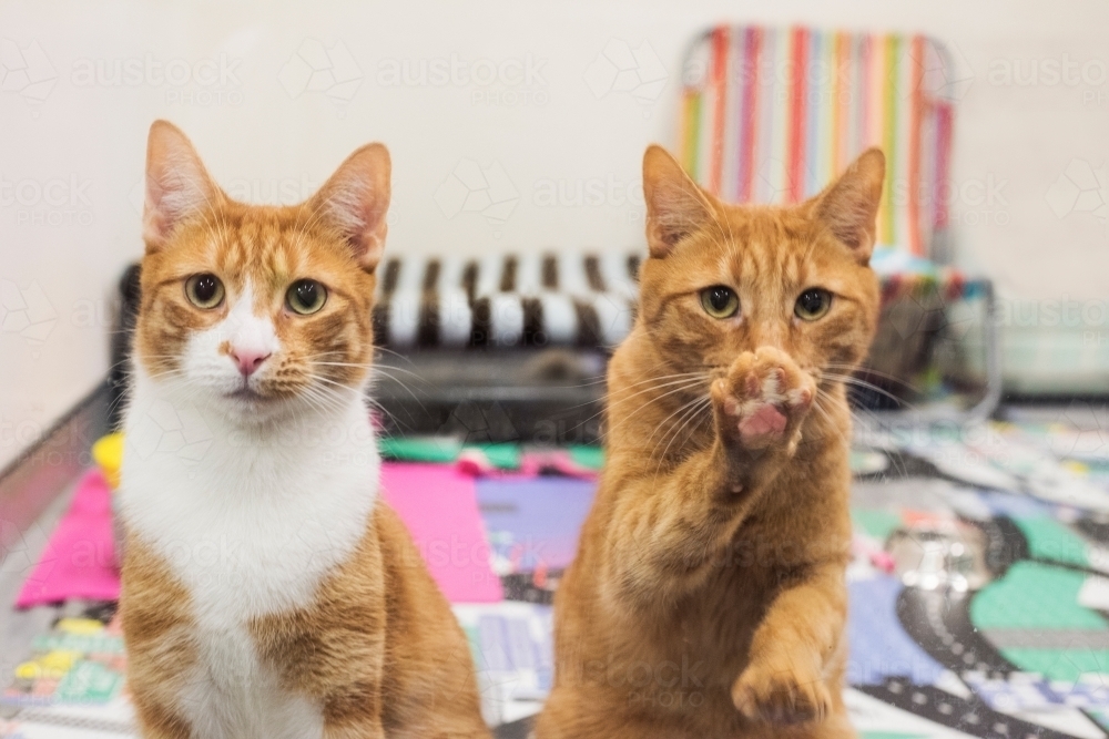 Two ginger cats waiting at the glass door while one paws the glass. - Australian Stock Image