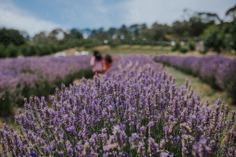 Two girls walking in the lavender farm - Australian Stock Image