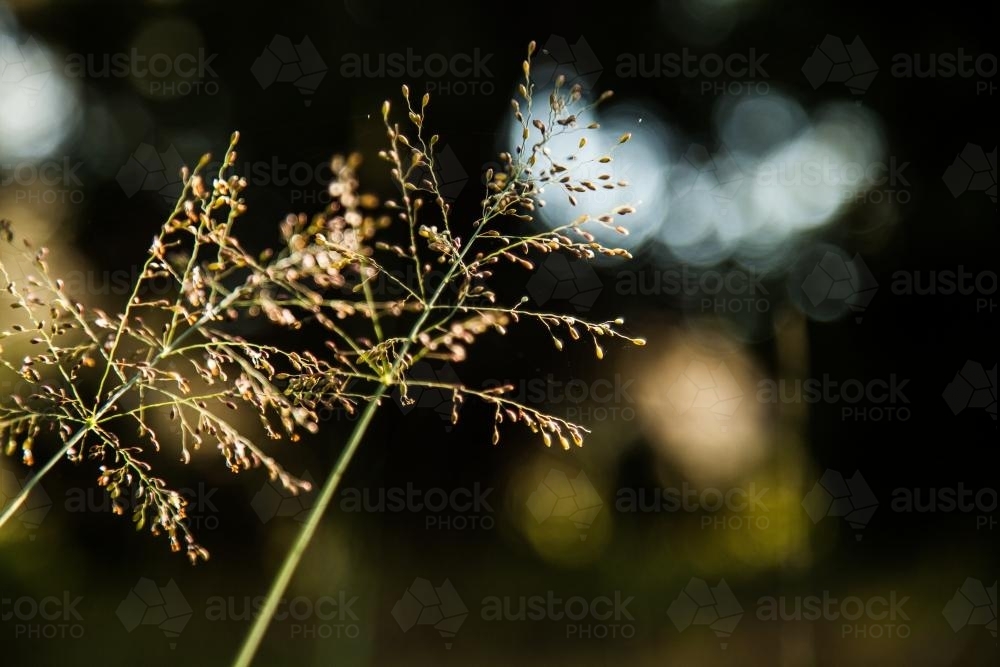 Two grass seed heads - Australian Stock Image