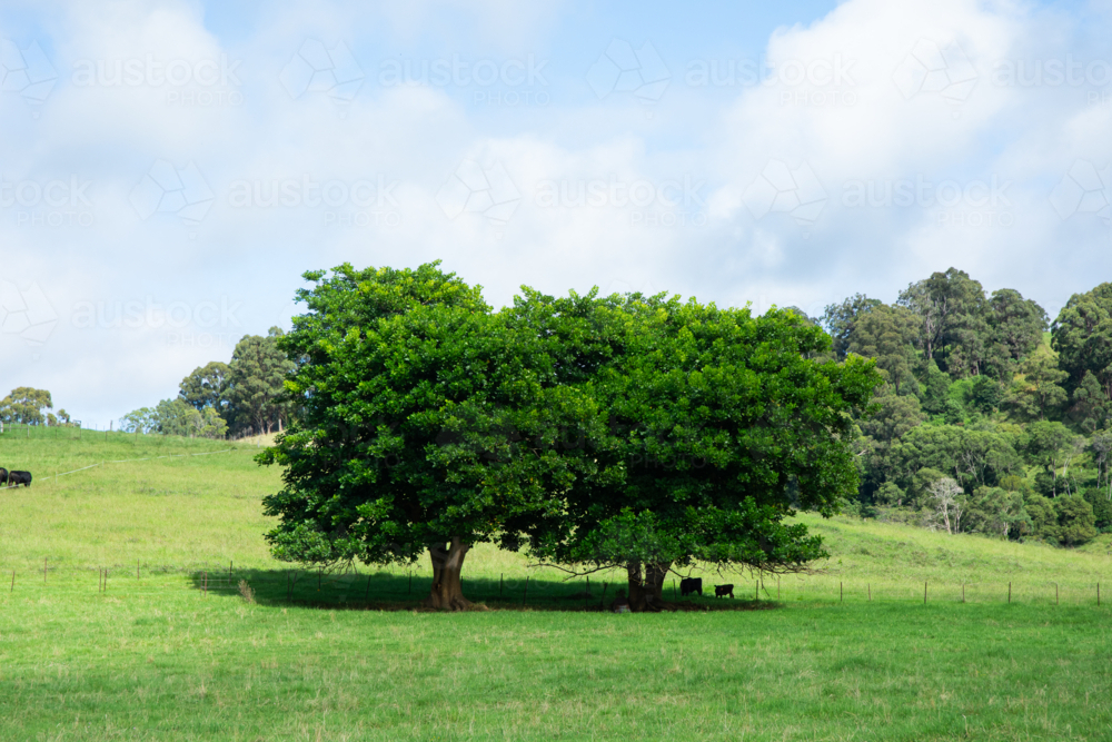 Two green trees and cows in sunny paddock and blue sky - Australian Stock Image