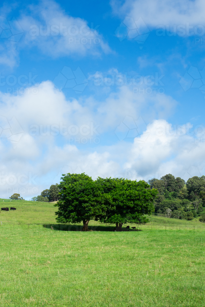 Two green trees in middle of paddock on sunny day - Australian Stock Image
