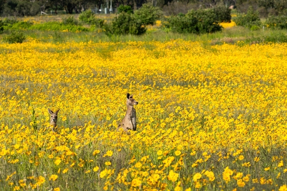 Two Grey Kangaroo in amongst a field of yellow wild flowers - Australian Stock Image
