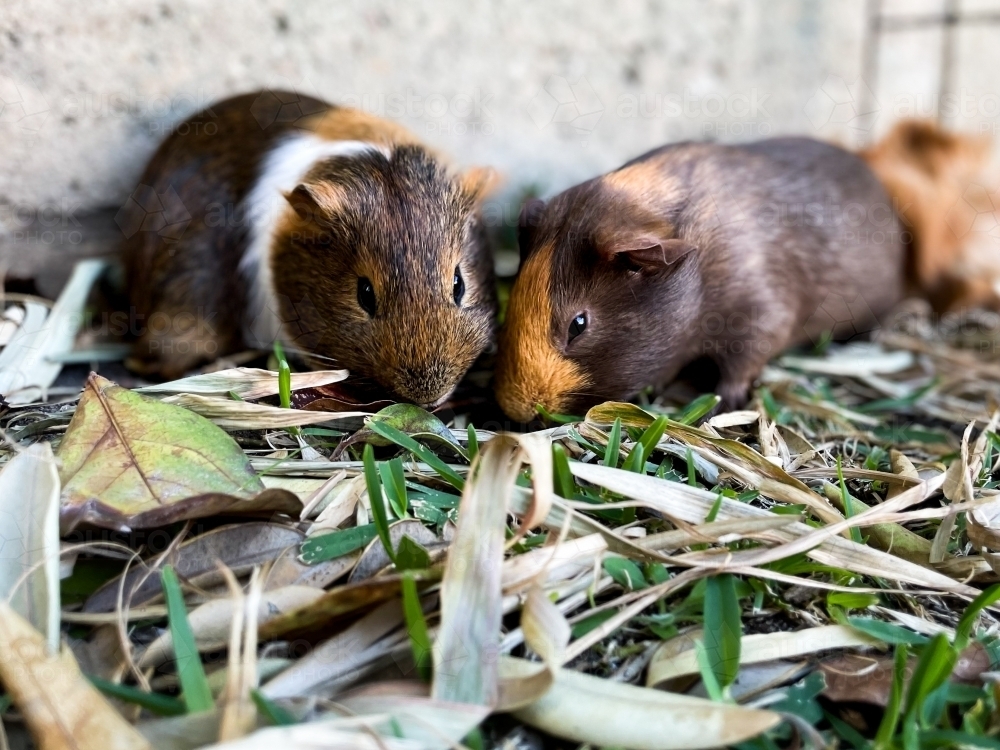 Two guinea pigs eating together on grass and leaf matter - Australian Stock Image