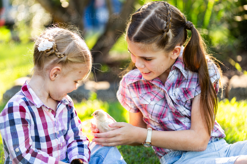Two happy Aussie girls together in country backyard holding baby chicks at easter time - Australian Stock Image
