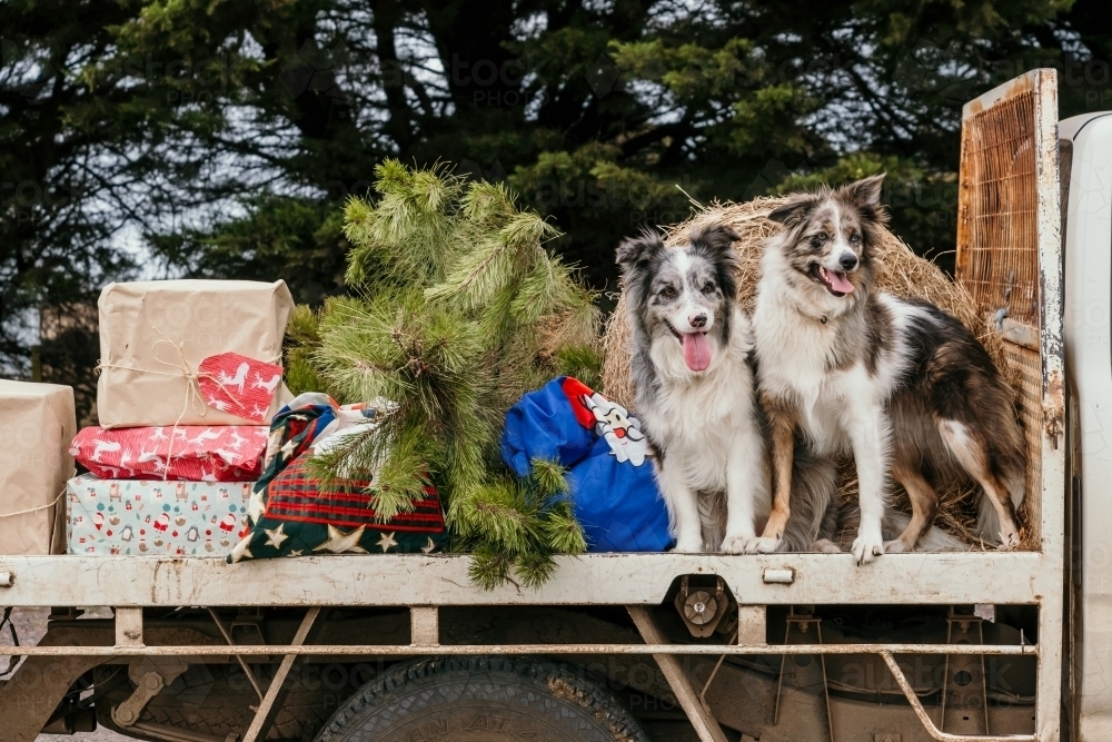 Puppies Ready For Christmas 2024 Release Date Debby Aloysia
