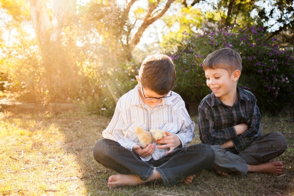 Two happy young boys holding fluffy yellow chicks in the backyard - Australian Stock Image