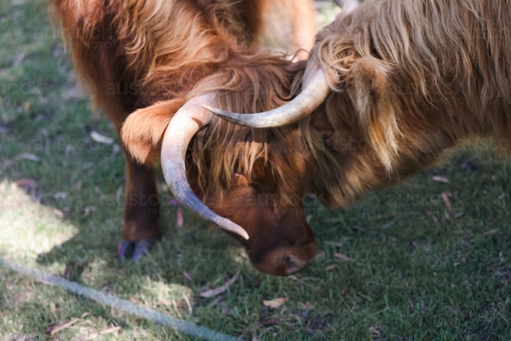 Two highland cows affectionately rubbing heads together - Australian Stock Image