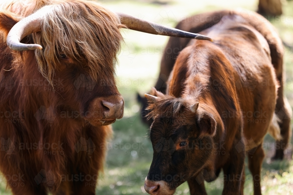 Two highland cows calmly grazing in field - Australian Stock Image
