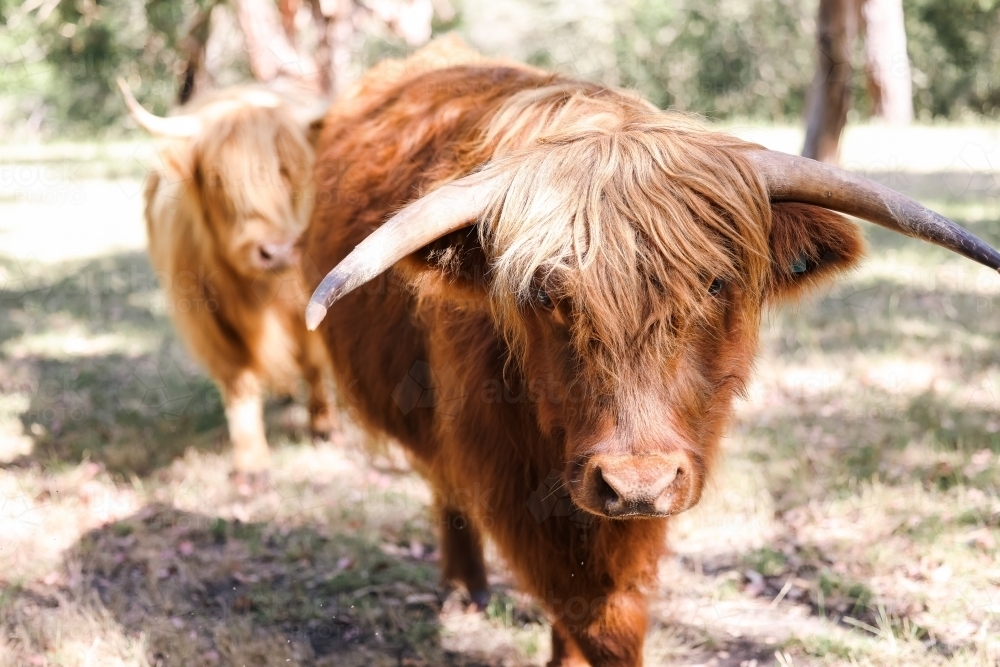 Two highland cows calmly walking in field - Australian Stock Image