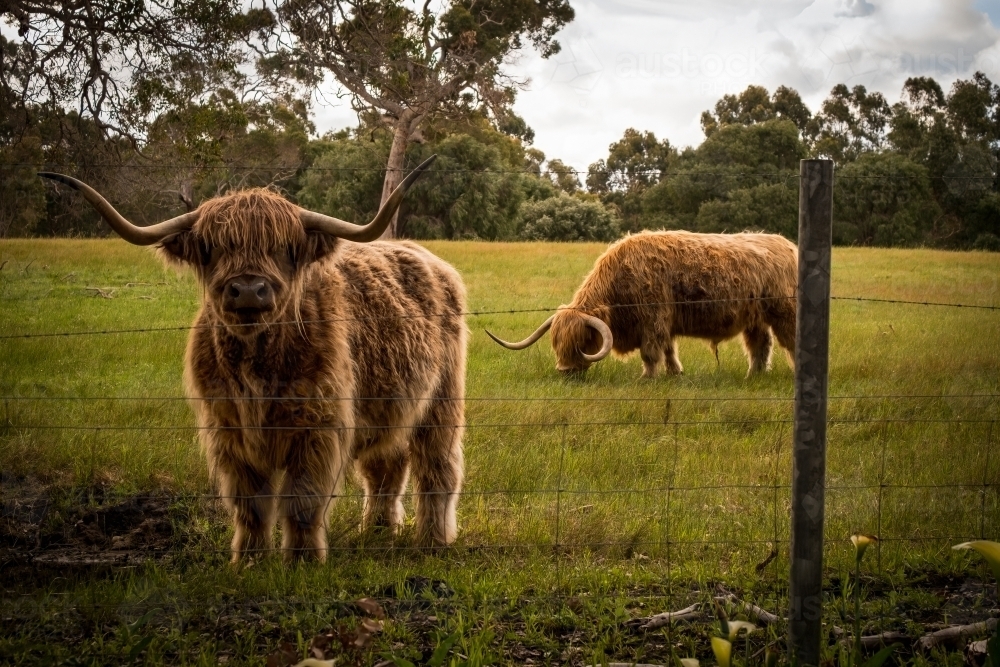 Two Highland cows in paddock - Australian Stock Image