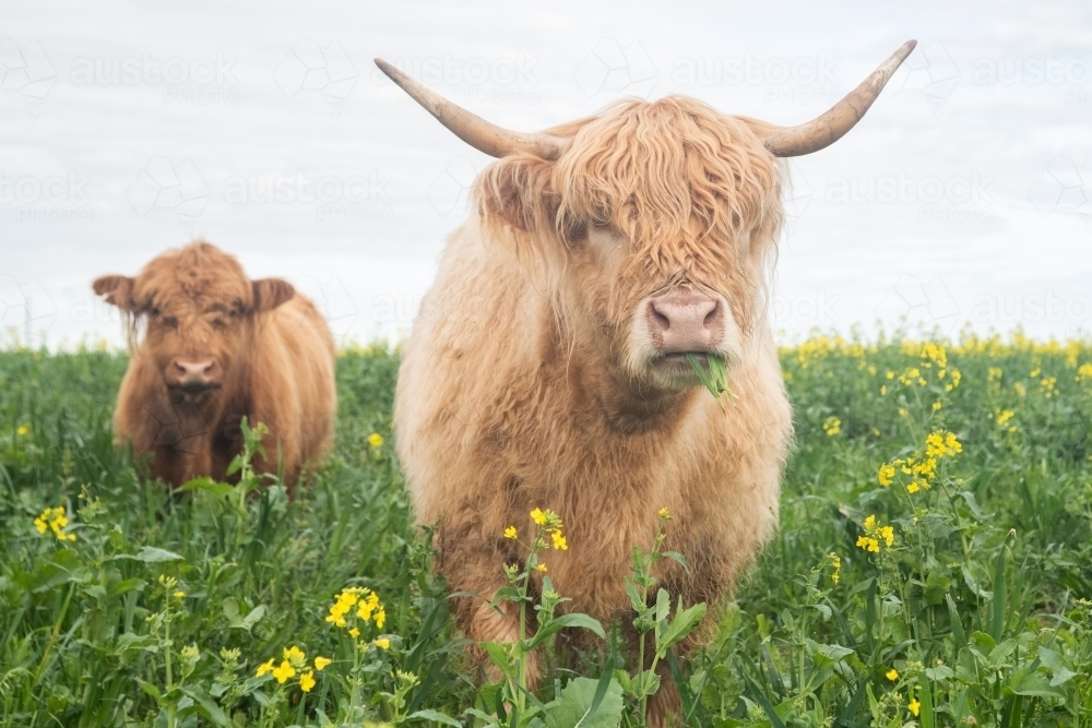 Two highland cows standing in big paddock with yellow flowers looking at camera - Australian Stock Image