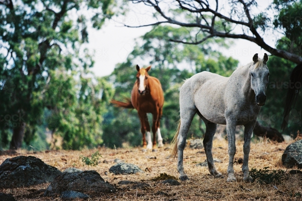 Two horses amongst trees - Australian Stock Image
