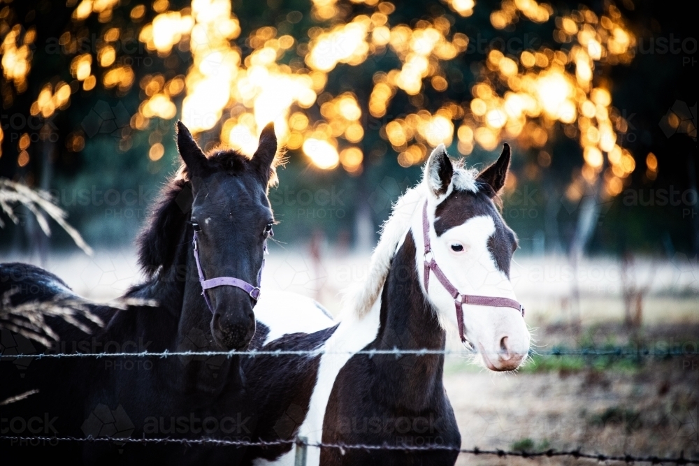 Two horses behind a fence with the golden sunrise rays behind them. - Australian Stock Image