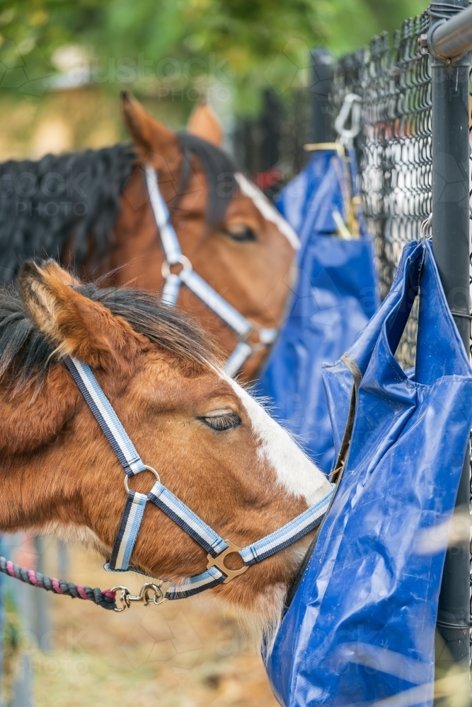 Two horses eating food out of feedbags hanging on a fence - Australian Stock Image