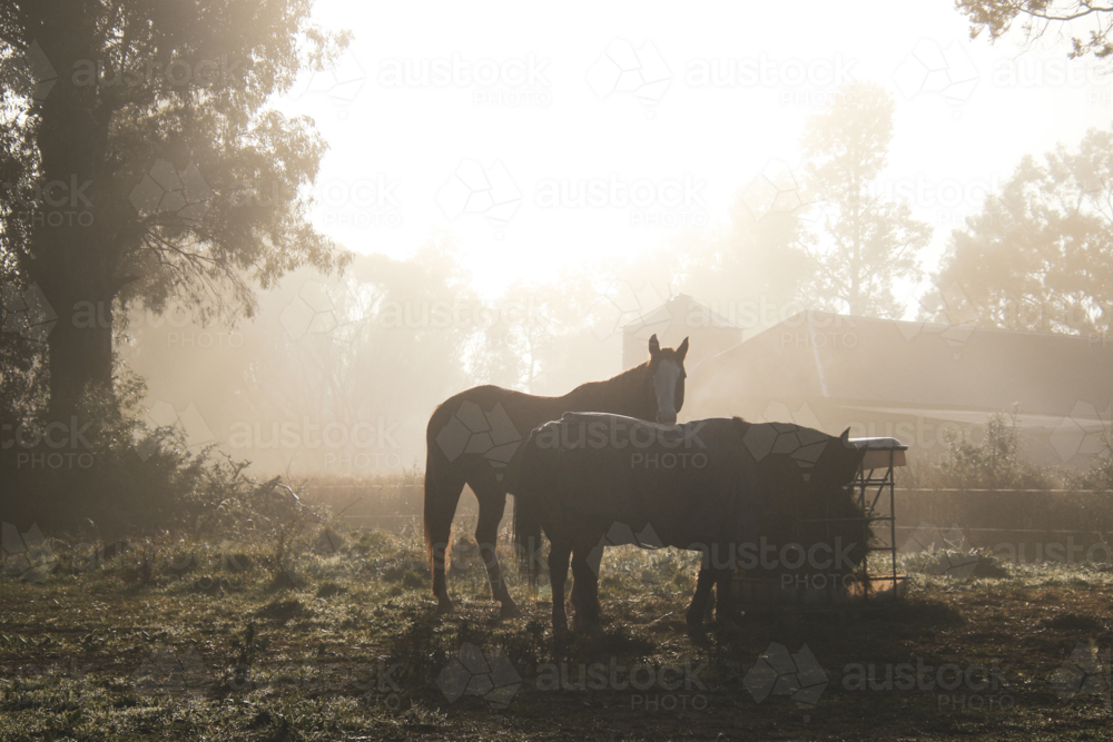 Two horses feeding in a metal trough in an open field - Australian Stock Image