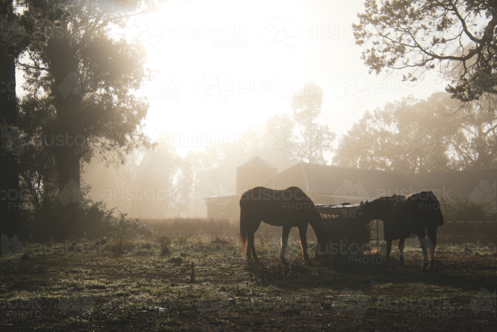 Two horses feeding in a metal trough in an open field - Australian Stock Image