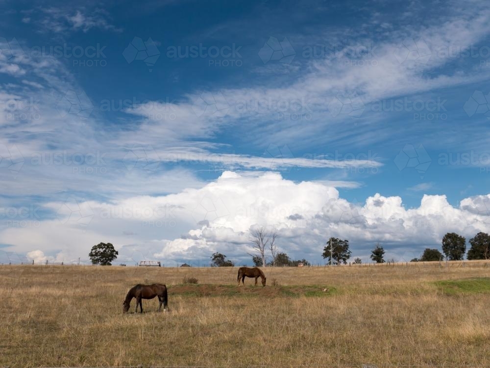 Two horses grazing in a paddock with a large blue sky with scattered cloud - Australian Stock Image