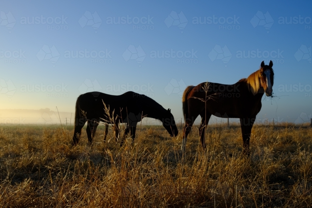 Two Horses in a paddock on a farm at Sunrise - Australian Stock Image