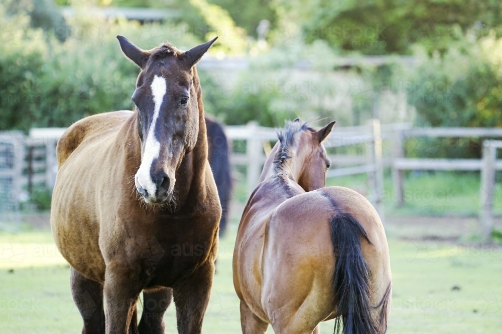 Two horses in paddock - Australian Stock Image