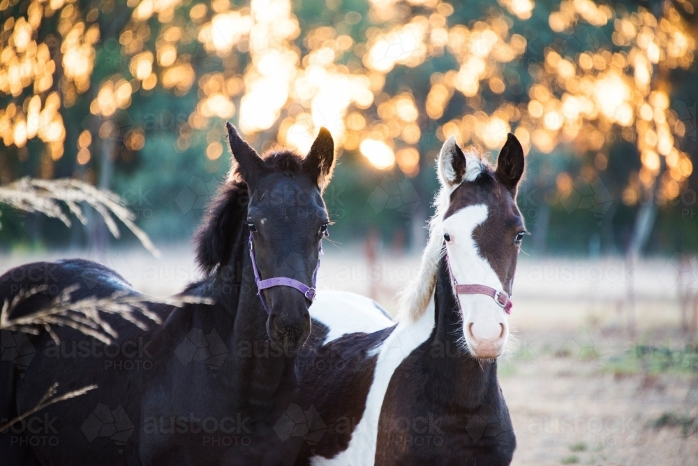 Two horses looking toward camera in front of sunrise coloured background. - Australian Stock Image