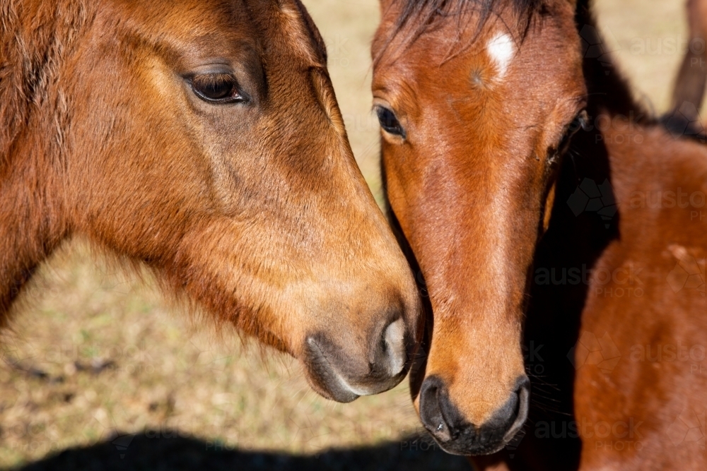 Two horses play on a farm in the Kangaroo Valley - Australian Stock Image