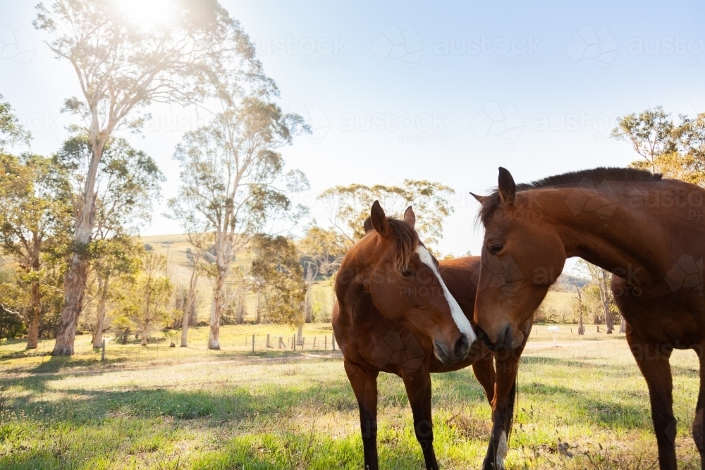 Image of Two horses rub noses in sunlit paddock Austockphoto