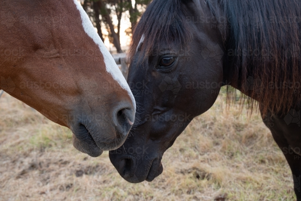 Two Horses Standing Close to each other - Australian Stock Image