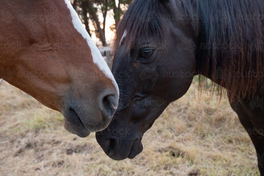 Two Horses Standing Close to each other - Australian Stock Image