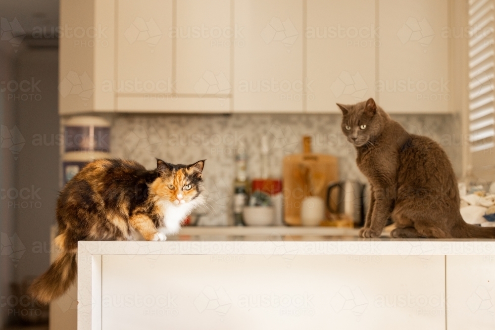 Image of Two indoor cats sitting on kitchen counter waiting to be fed ...
