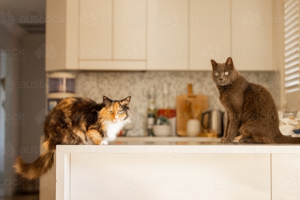 Two indoor cats sitting on kitchen counter waiting to be fed their dinner - Australian Stock Image