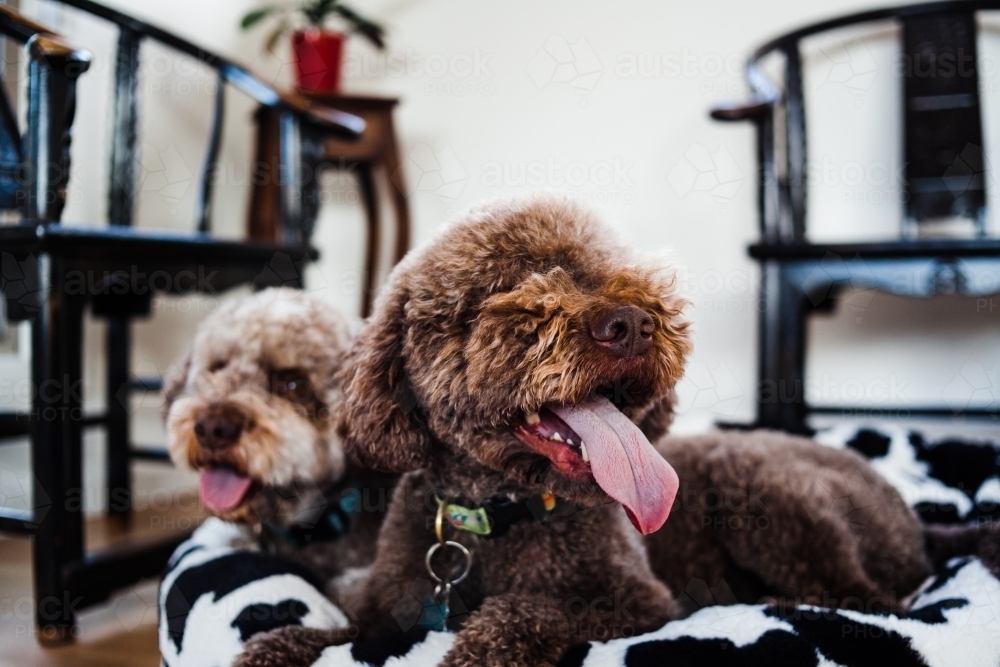 Two Italian water dog relaxed happily with their toungs out on a black and white bed in their home. - Australian Stock Image